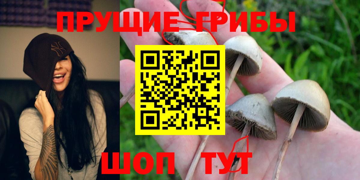 Псилоцибиновые грибы Cubensis Горно-Алтайск